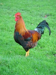 the_rooster