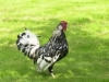 san-antonio-chickens-1