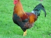 the_rooster