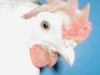 white_leghorn-untrimmed_beak