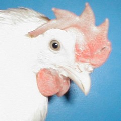 white_leghorn-untrimmed_beak