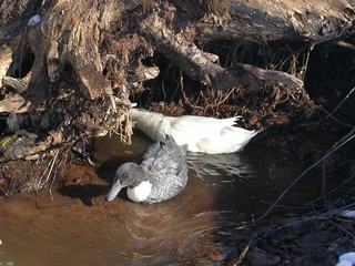 800px-blue_swedish_ducks-wikipedia