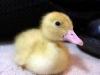 baby_peking_duck-wikipedia