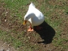 white-duck-m-file