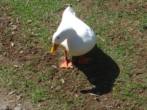 white-duck-m-file