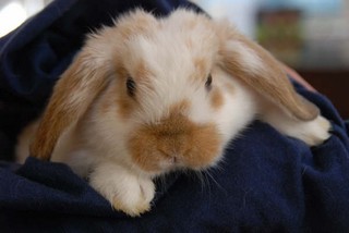 Bunnies for Christmas in San Antonio