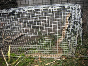 San Antonio Snake Trap - With Snake