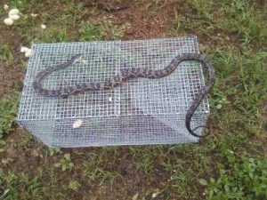 snake in trap